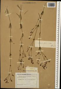 Galium xeroticum (Klokov) Pobed., Caucasus (no precise locality) (K0)