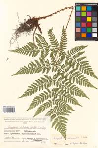 Dryopteris expansa (C. Presl) Fraser-Jenk. & Jermy, Eastern Europe, Central region (E4) (Russia)