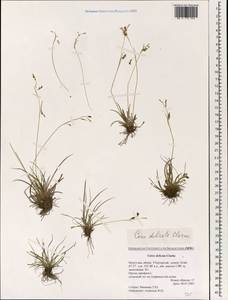 Carex delicata C.B.Clarke, Mongolia (MONG) (Mongolia)