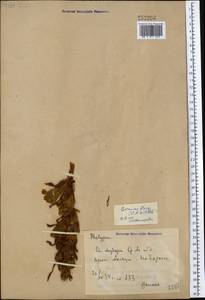 Cistanche tubulosa (Schenk) R. Wight, Middle Asia, Syr-Darian deserts & Kyzylkum (M7) (Uzbekistan)