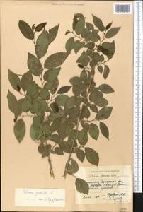 Ulmus pumila L., Middle Asia, Syr-Darian deserts & Kyzylkum (M7) (Uzbekistan)