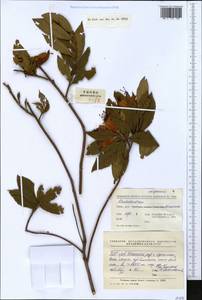 Rhododendron, South Asia, South Asia (Asia outside ex-Soviet states and Mongolia) (ASIA) (China)