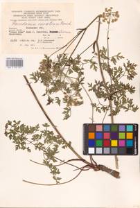 Oreoselinum nigrum Delarbre, Eastern Europe, West Ukrainian region (E13) (Ukraine)