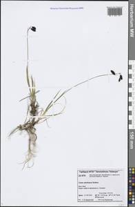 Carex atrofusca Schkuhr, Siberia, Central Siberia (S3) (Russia)