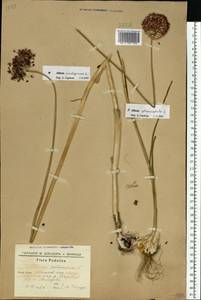 Allium scorodoprasum L., Eastern Europe, South Ukrainian region (E12) (Ukraine)