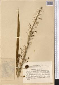Eremurus lactiflorus O.Fedtsch., Middle Asia, Western Tian Shan & Karatau (M3) (Uzbekistan)