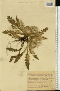 Cirsium esculentum (Siev.) C. A. Mey., Eastern Europe, Volga-Kama region (E7) (Russia)