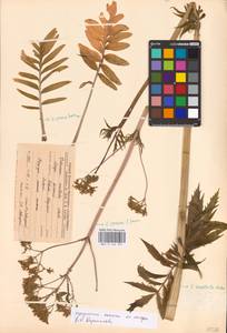 MHA0164931_1, Valeriana dubia Bunge, Eastern Europe, Central forest-and-steppe region (E6) (Russia)