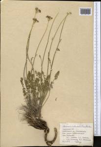 Semenovia heterodonta (Korovin) Manden., Middle Asia, Pamir & Pamiro-Alai (M2) (Tajikistan)
