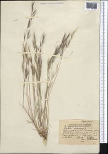 Aristida adscensionis L., Middle Asia, Western Tian Shan & Karatau (M3) (Kyrgyzstan)