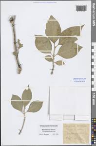 Euonymus europaeus L., Eastern Europe, Central forest-and-steppe region (E6) (Russia)