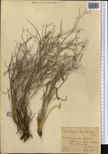 Ramaliella acanthoclada (Franch.) Yild., Middle Asia, Pamir & Pamiro-Alai (M2) (Uzbekistan)