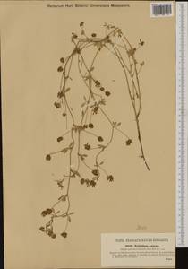 Trifolium patens Schreb., Western Europe (EUR) (Romania)