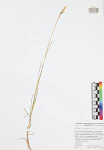 Poa compressa L., Eastern Europe, Central region (E4) (Russia)