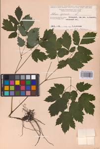 Actaea spicata L., Eastern Europe (no precise locality) (E0)