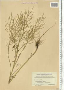 Barbarea vulgaris (L.) W.T. Aiton, Eastern Europe, Latvia (E2b) (Latvia)