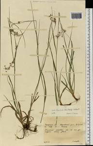 Luzula luzuloides (Lam.) Dandy & Wilmott, Eastern Europe, West Ukrainian region (E13) (Ukraine)