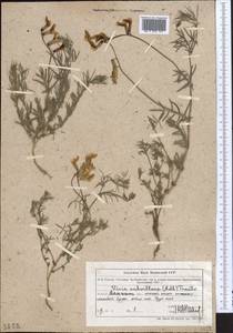 Vicia subvillosa (Ledeb.)Boiss., Middle Asia, Muyunkumy, Balkhash & Betpak-Dala (M9) (Kazakhstan)