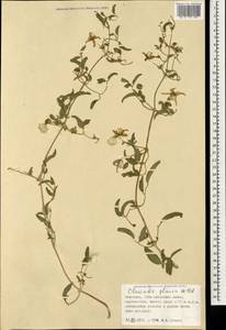 Clematis glauca Willd., Mongolia (MONG) (Mongolia)