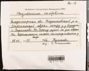 Plagiothecium cavifolium (Brid.) Z. Iwats., Bryophytes, Bryophytes - Middle Russia (B6) (Russia)