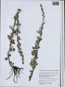 Artemisia mongolica (Fisch. ex Besser) Nakai, Siberia, Baikal & Transbaikal region (S4) (Russia)