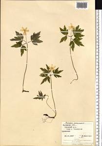 Anemone nemorosa L., Eastern Europe, West Ukrainian region (E13) (Ukraine)