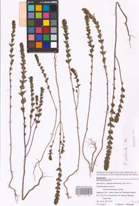 MHA 0 161 666, Euphrasia pectinata Ten., Eastern Europe, Central forest-and-steppe region (E6) (Russia)