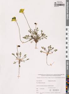 Oreomecon keelei (A.E.Porsild) Elvebakk & Bjerke, Siberia, Chukotka & Kamchatka (S7) (Russia)