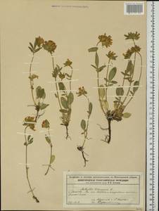 Anthyllis vulneraria subsp. polyphylla (DC.)Nyman, p.p., Eastern Europe, Volga-Kama region (E7) (Russia)