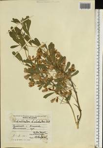 Caragana halodendron (Pall.) Dum.Cours., Eastern Europe, Moldova (E13a) (Moldova)