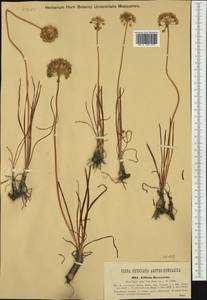 Allium flavescens Besser, Western Europe (EUR) (Romania)