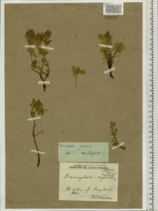 Dracocephalum pinnatum L., Siberia, Baikal & Transbaikal region (S4) (Russia)