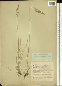 Poa angustifolia L., Siberia, Russian Far East (S6) (Russia)