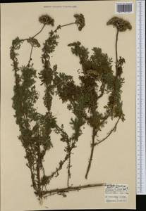 Santolina chamaecyparissus L., Western Europe (EUR) (Italy)