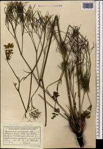 Peucedanum longifolium Waldst. & Kit., Caucasus, Abkhazia (K4a) (Abkhazia)