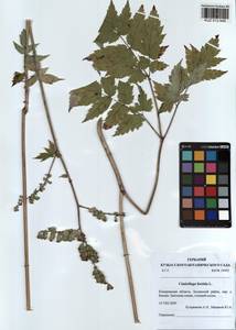 Actaea cimicifuga L., Siberia, Altai & Sayany Mountains (S2) (Russia)