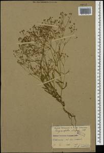 Gypsophila elegans M. Bieb., Caucasus, Armenia (K5) (Armenia)