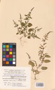 Lipandra polysperma (L.) S. Fuentes, Uotila & Borsch, Eastern Europe, Central region (E4) (Russia)