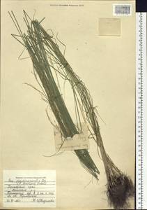 Poa alta Hitchc., Siberia, Russian Far East (S6) (Russia)