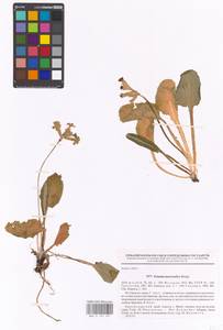 Primula veris subsp. macrocalyx (Bunge) Lüdi, Caucasus, Krasnodar Krai & Adygea (K1a) (Russia)