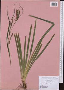 Carex sylvatica Huds., Eastern Europe, Central region (E4) (Russia)