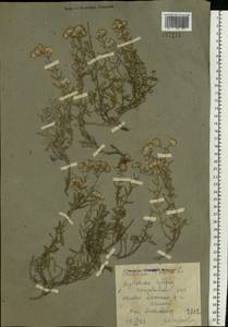 Teucrium polium L., Eastern Europe, North Ukrainian region (E11) (Ukraine)