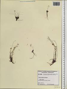 Braya siliquosa Bunge, Siberia, Central Siberia (S3) (Russia)