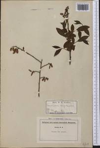 Vaccinium corymbosum L., America (AMER) (United States)