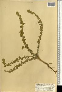 Artemisia frigida Willd., Mongolia (MONG) (Mongolia)