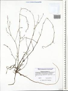 Polygonum bellardii All., Caucasus, Azerbaijan (K6) (Azerbaijan)