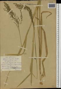 Glyceria maxima (Hartm.) Holmb., Eastern Europe, Central forest region (E5) (Russia)