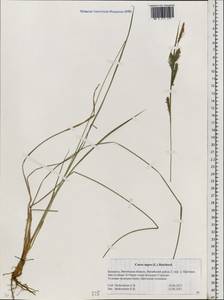 Carex nigra (L.) Reichard, Eastern Europe, Belarus (E3a) (Belarus)