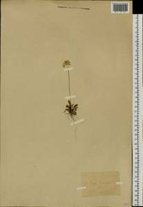 Primula farinosa L., Siberia, Baikal & Transbaikal region (S4) (Russia)