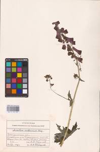 Aconitum lycoctonum subsp. moldavicum (Hacq.) Jalas, Eastern Europe (no precise locality) (E0)